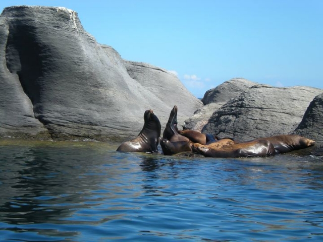 lobos marinos